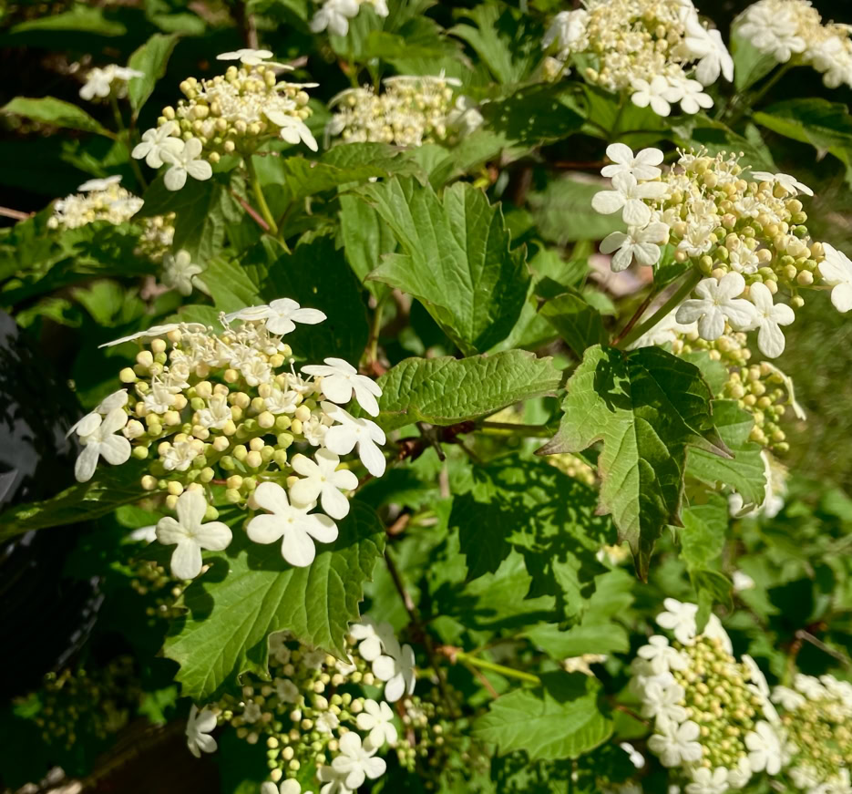 Viburnum Kalyna - Калина