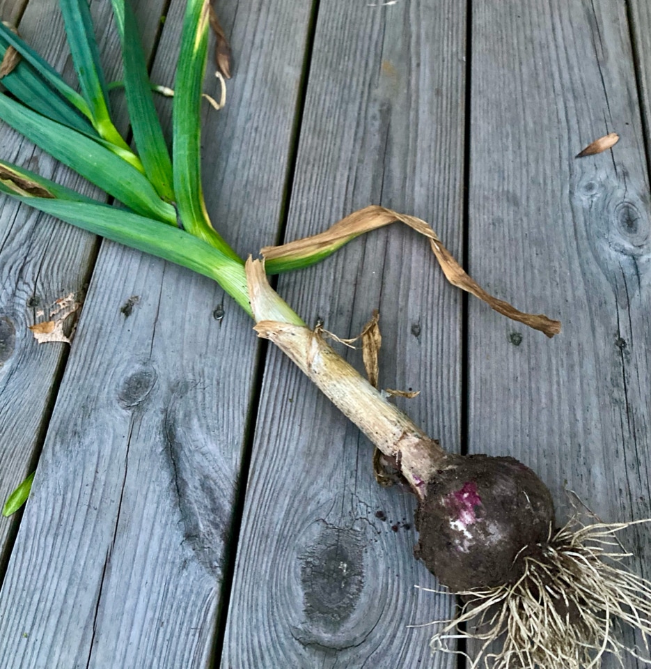 slangehvidloeg hardneck garlic