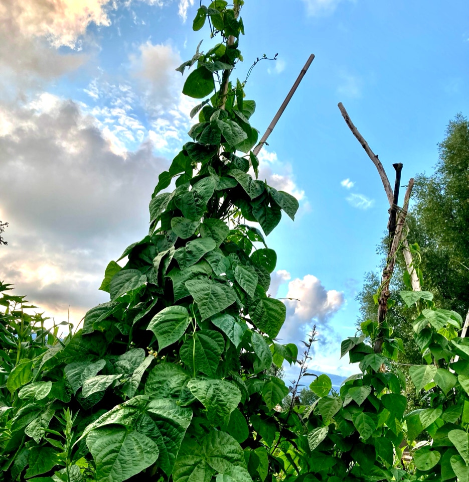 Climbing beans stangbønner