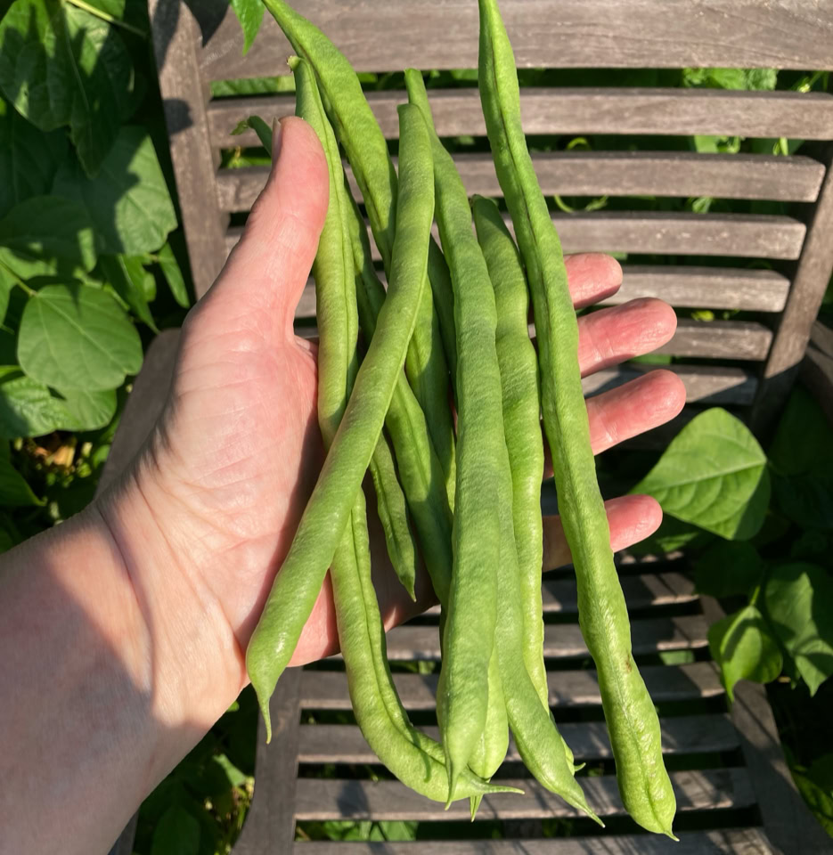 stangbønner green beans turkish