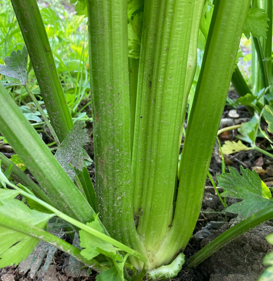 Bladselleri Celery