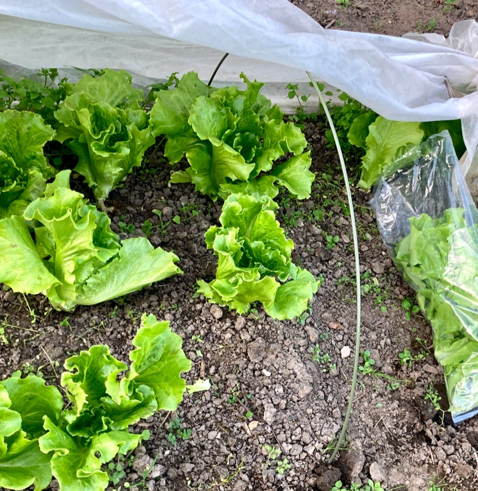 Lettuce cut and come again salat