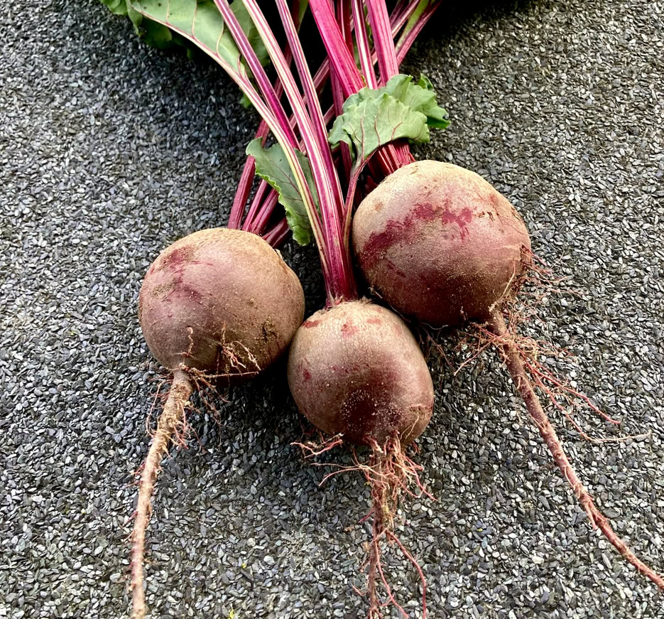 Beetroot - Буряк