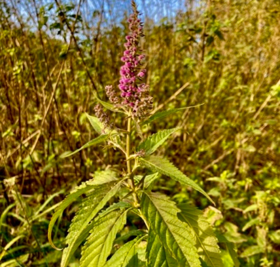 Elsholtzia, Kryddermynte, mint