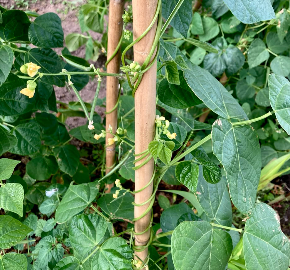 Runner beans - боби квасолі