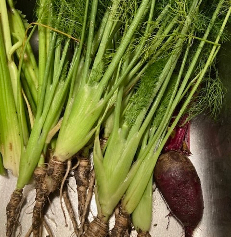 Økologisk fennikel, Fennel organic