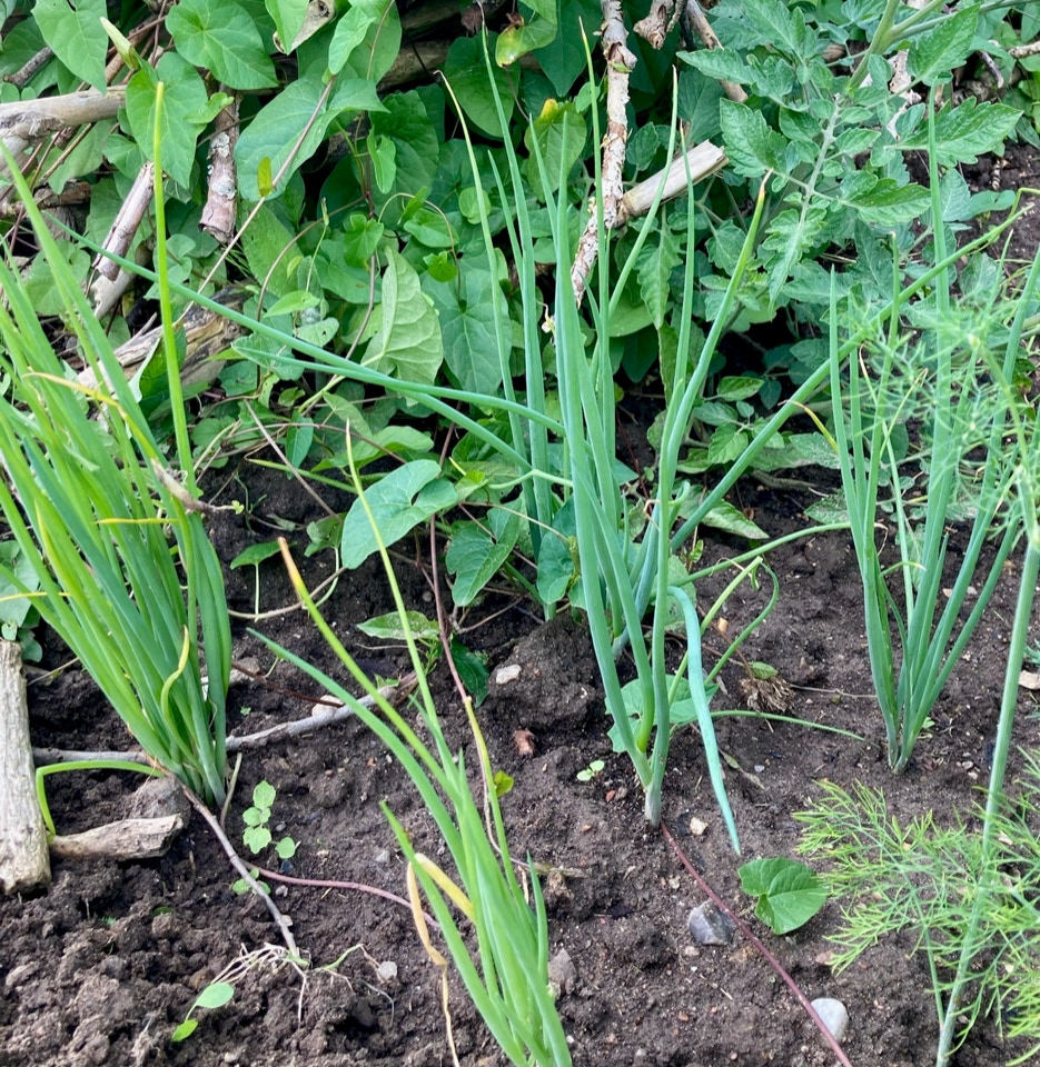 spring onions foraarsloeg