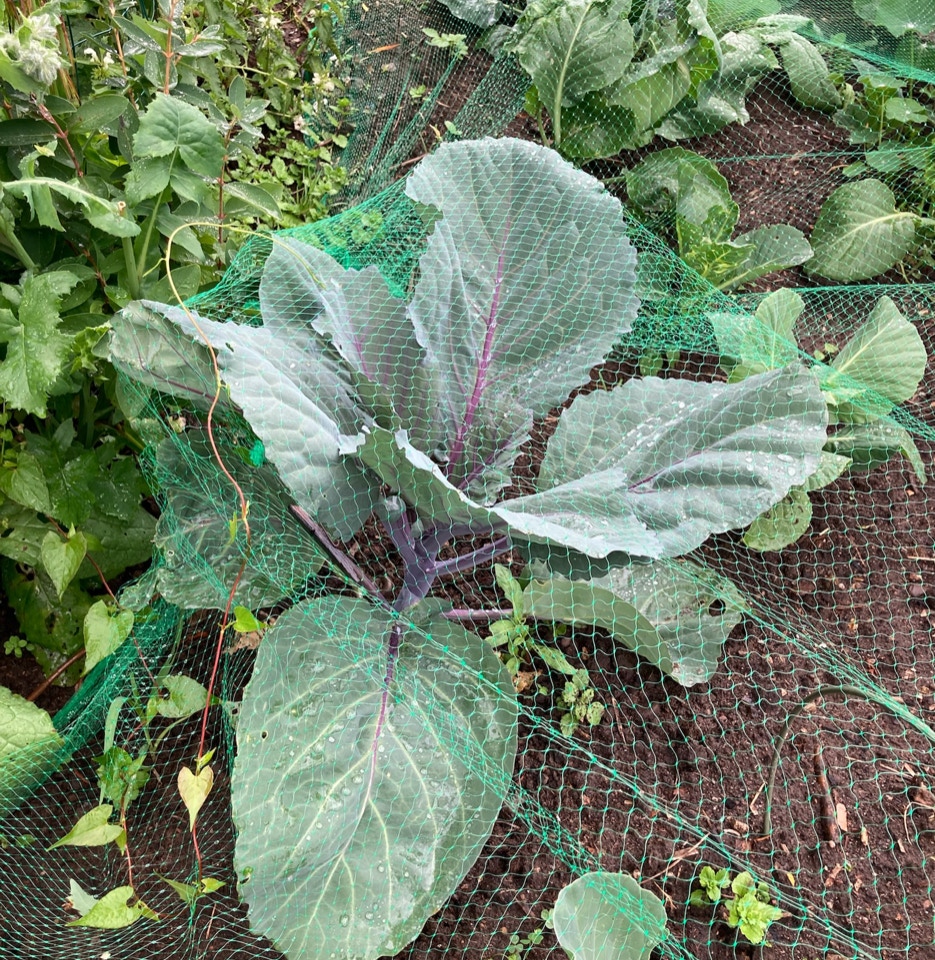 Roedkaal red cabbage 