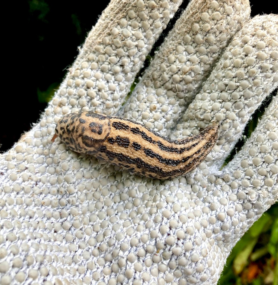 Leopardsnegl 'Limax maximus' slug