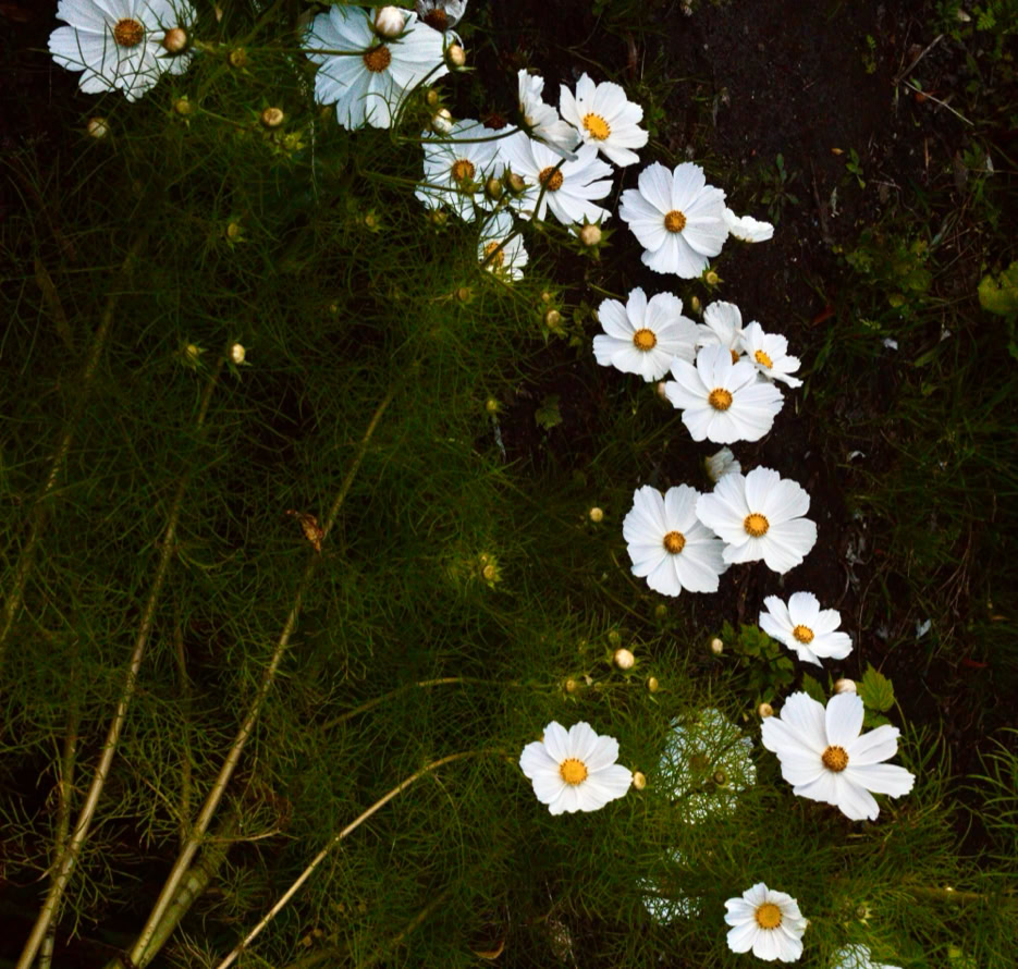Cosmos - 