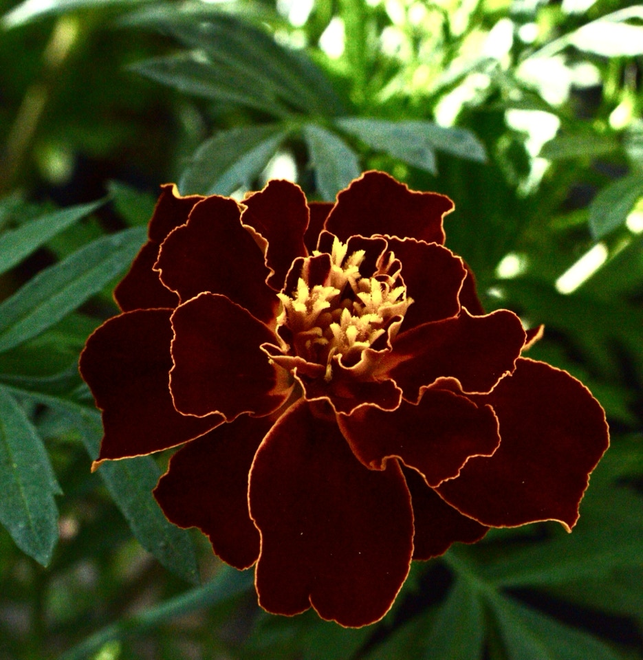 Tagetes fløjlsblomst marigold