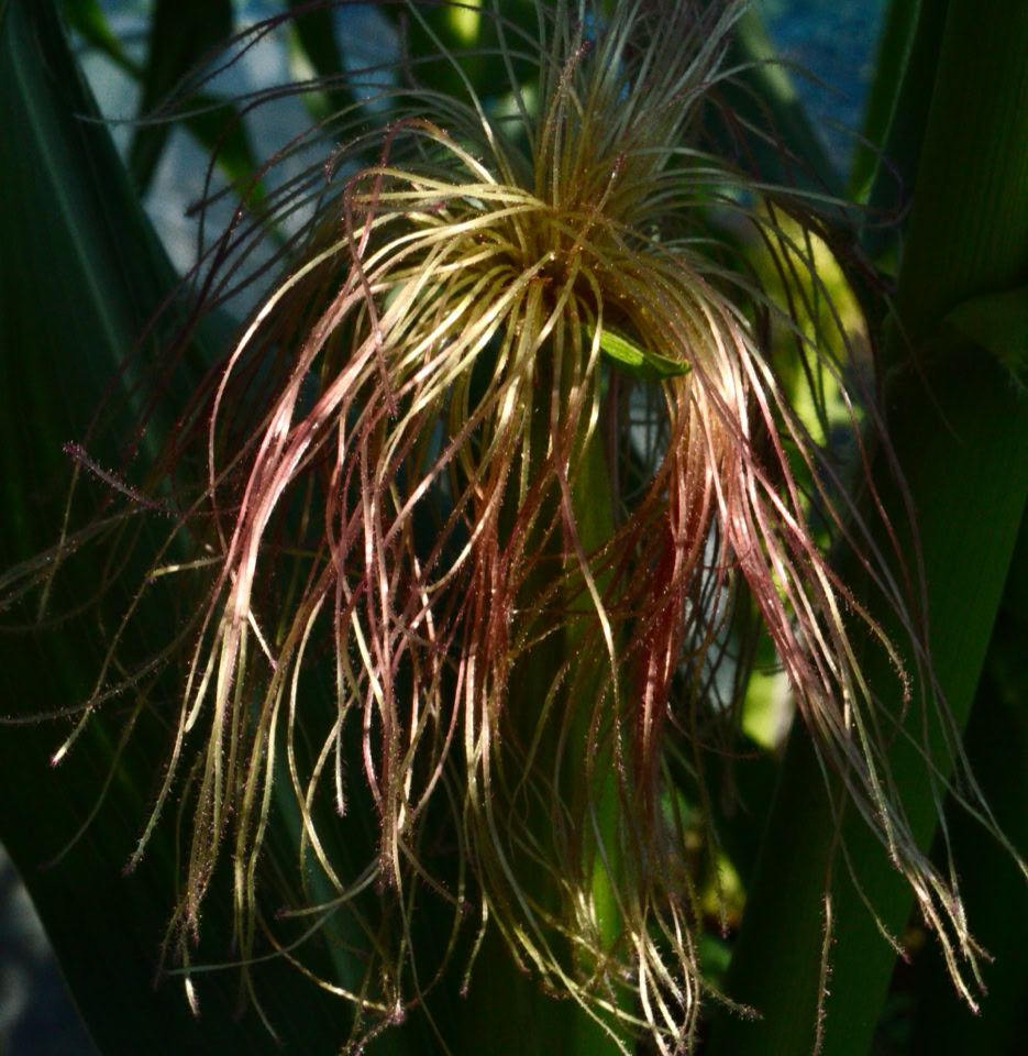 sweet corn flower