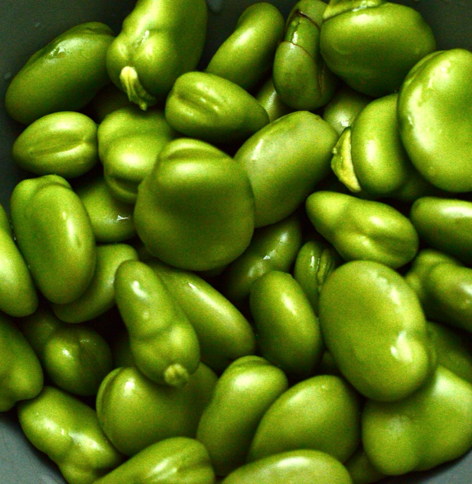 hesteboenner broad beans fava