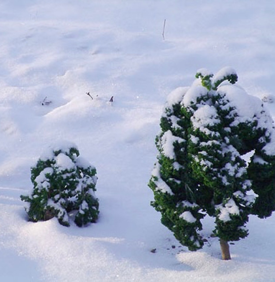 Groenkaal Kale borecole