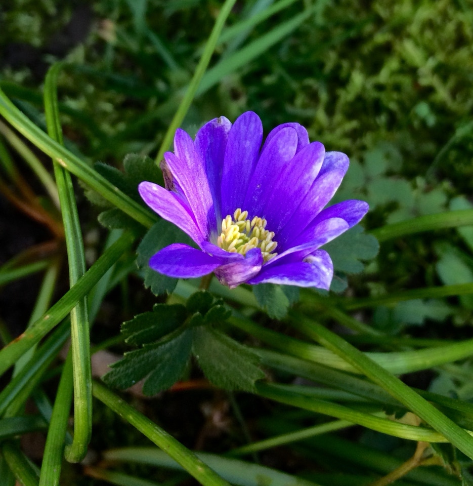 Balkan-anemone, Anemone Blanda