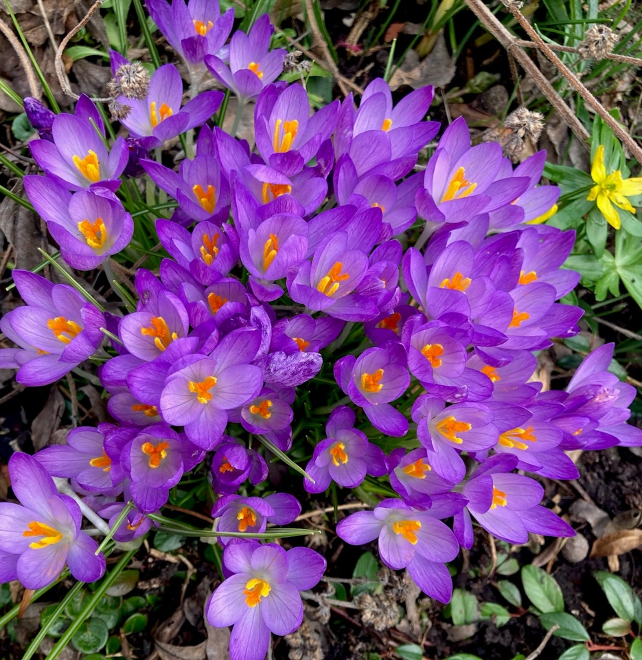 Crocus - крокус