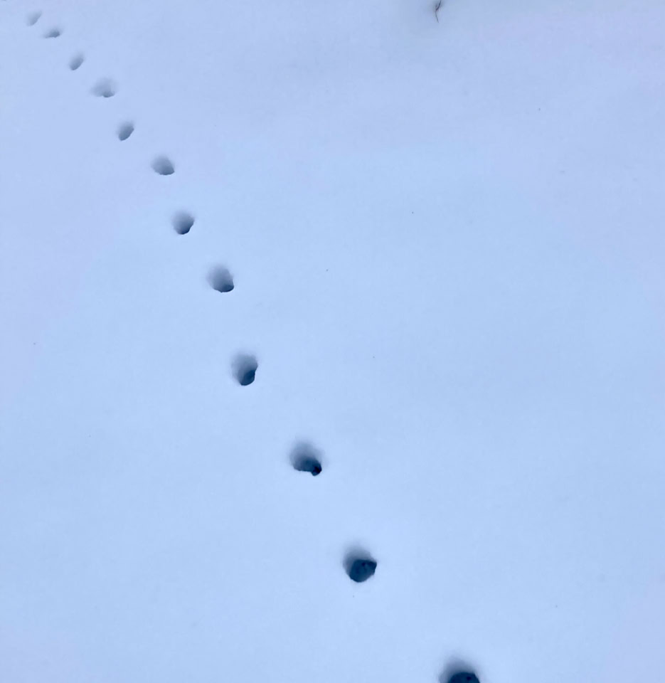 Cat footsteps - Котячі кроки