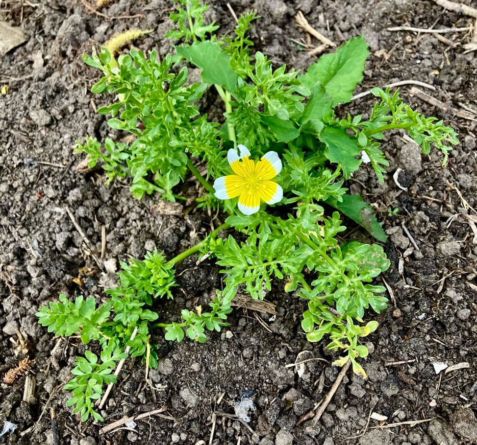 Limnanthes douglasii - Лімнантес дугласії
