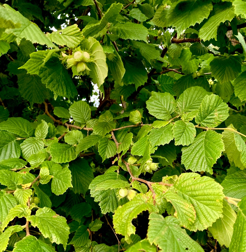 hazel nut bush hassel