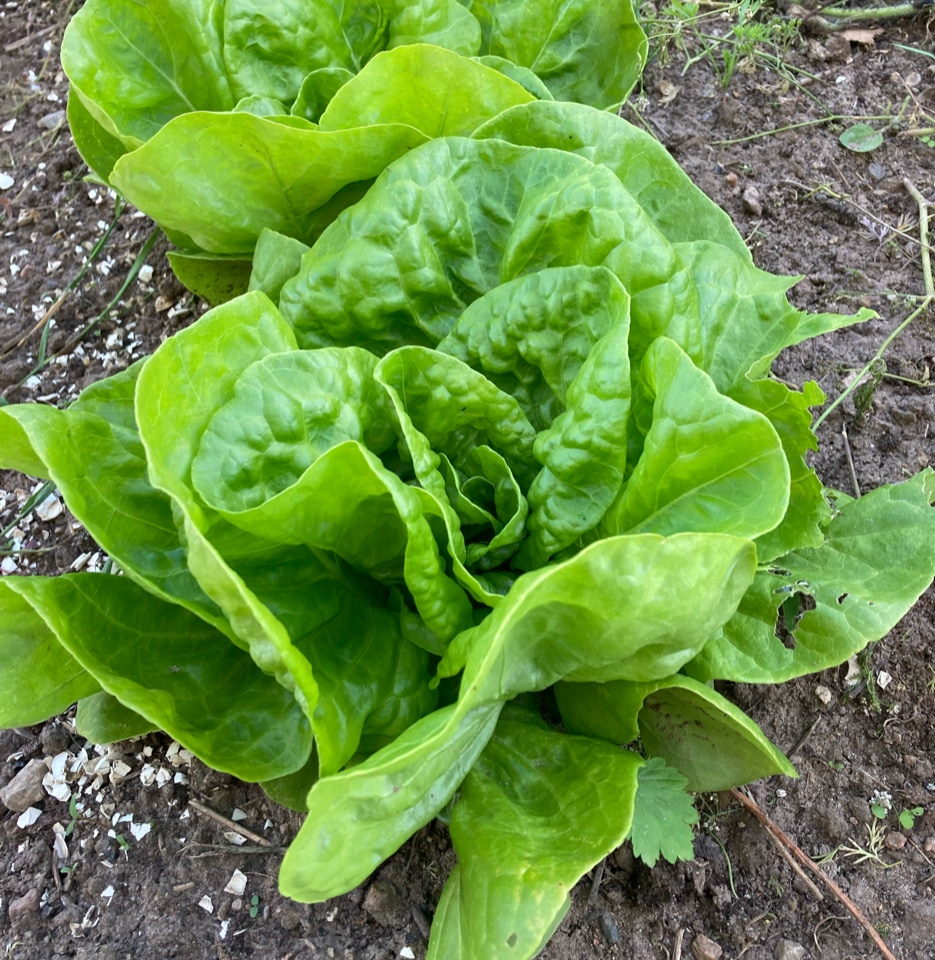 butter Lettuce salathoved
