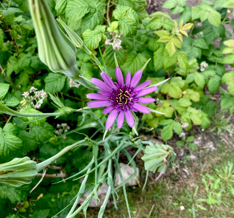 Salsify - Козлобородник