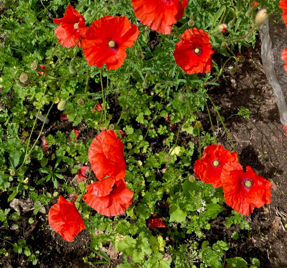 Poppies - Маки