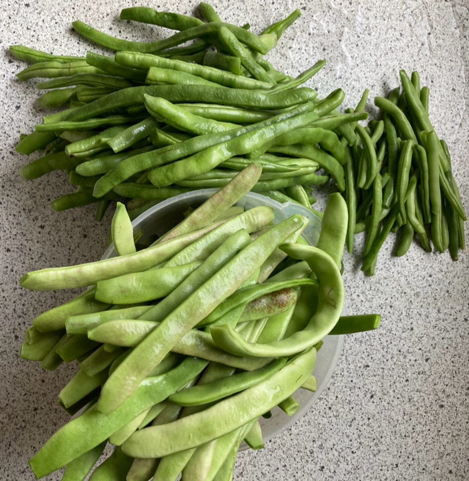 Boenner french beans 