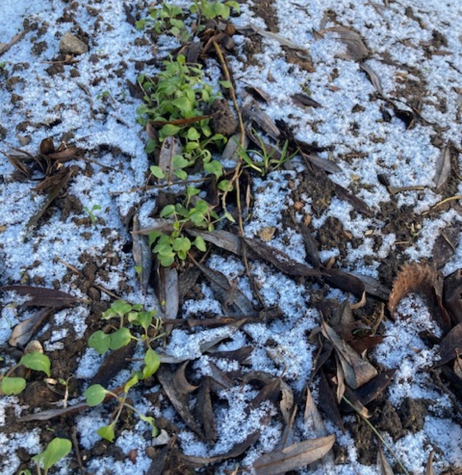 Vinter rucola winter 