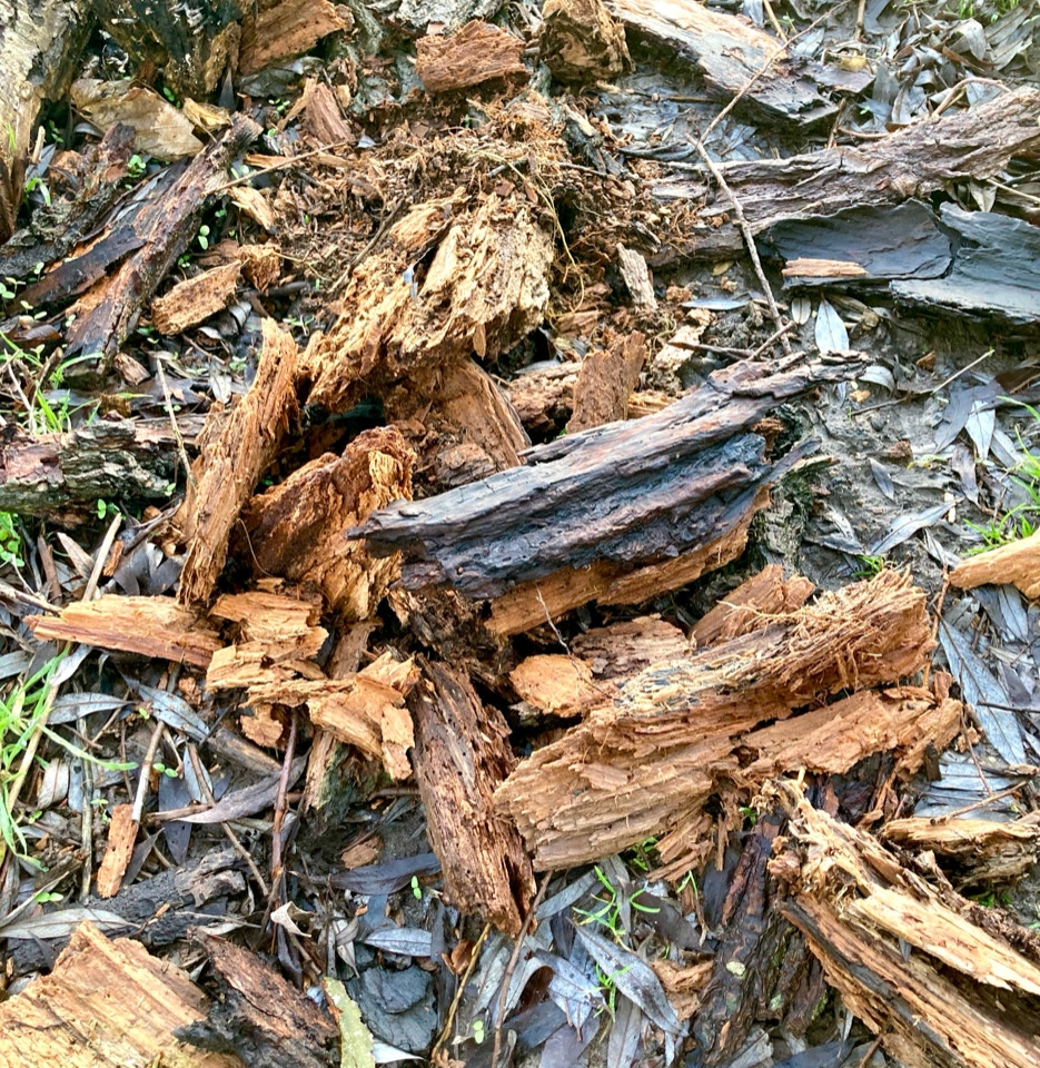 frønnet træ, old wood bark