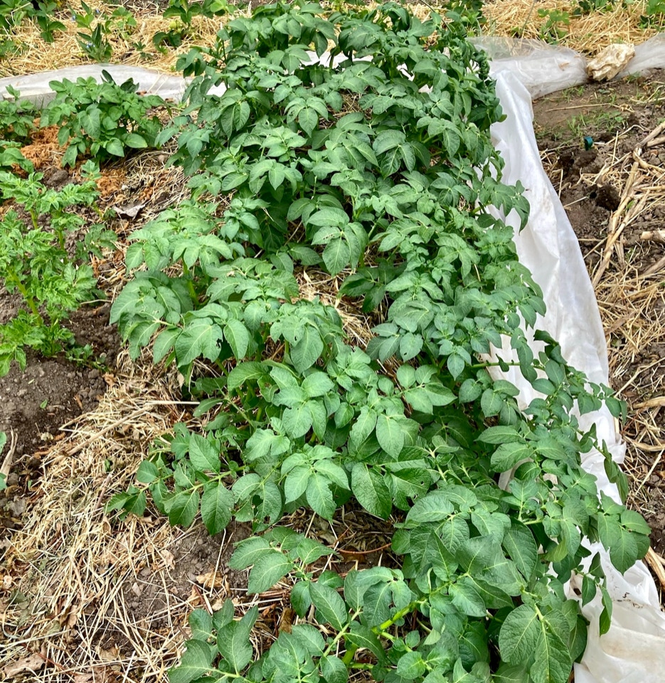 øko nye kartofler new potatoes