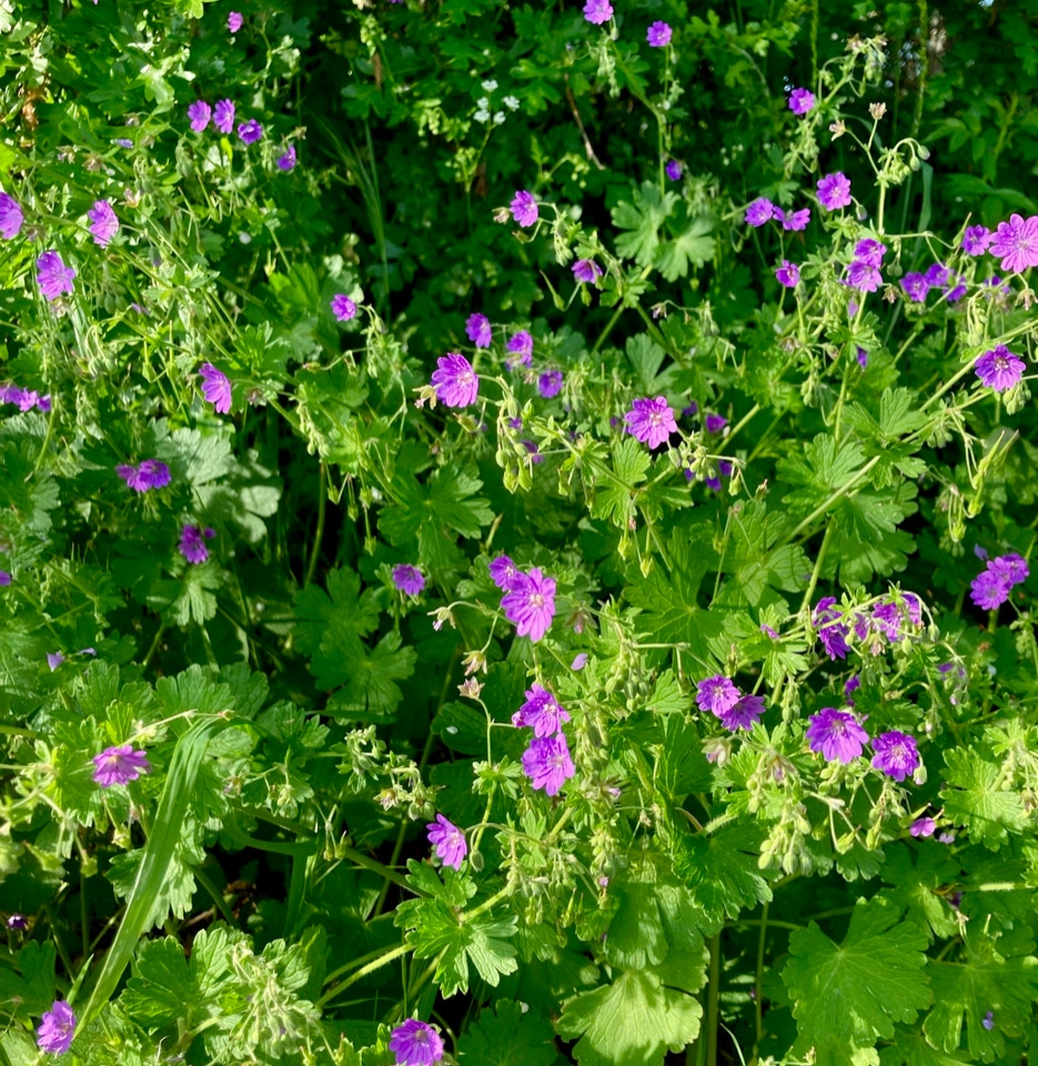 geranium storkenaeb