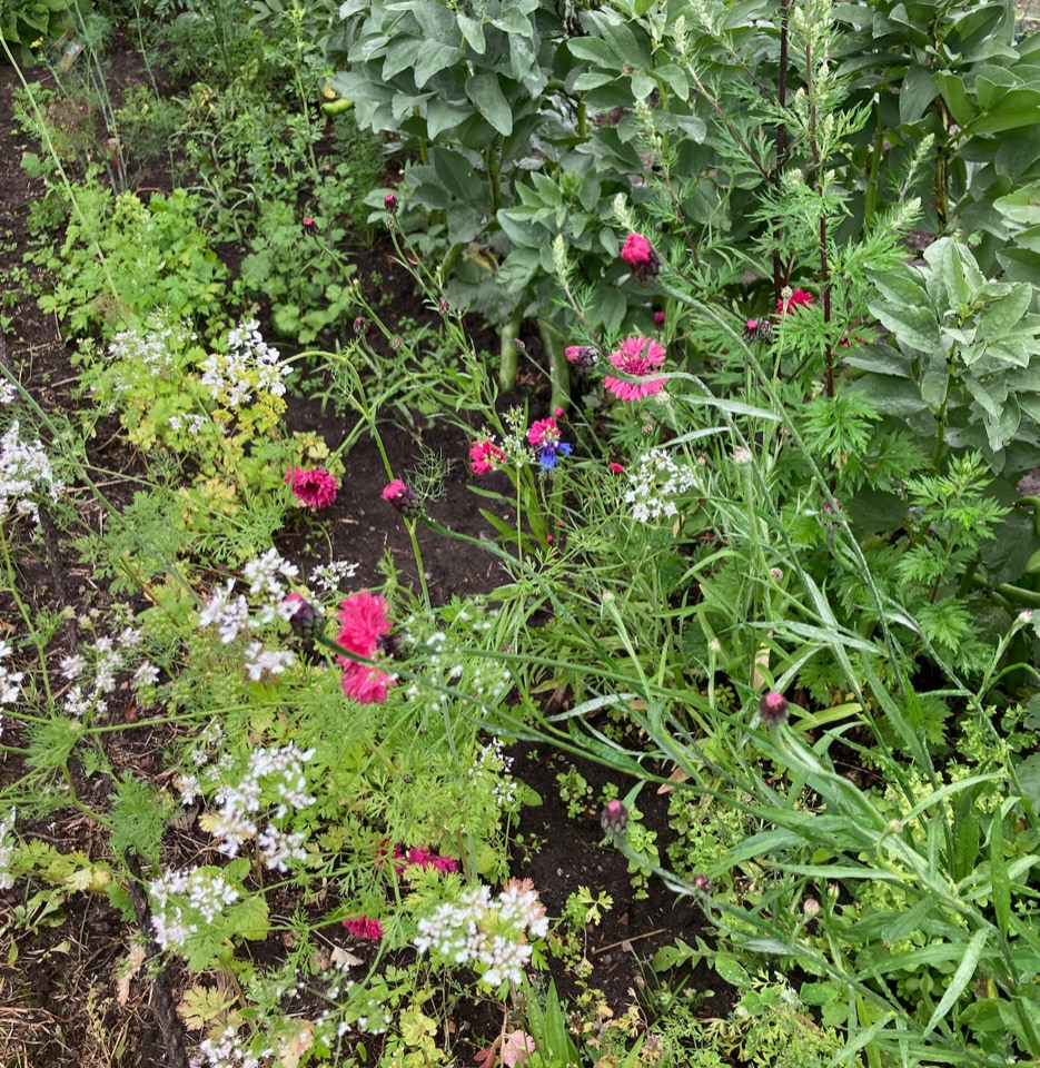 kornblomst koriander corn flower cilantro