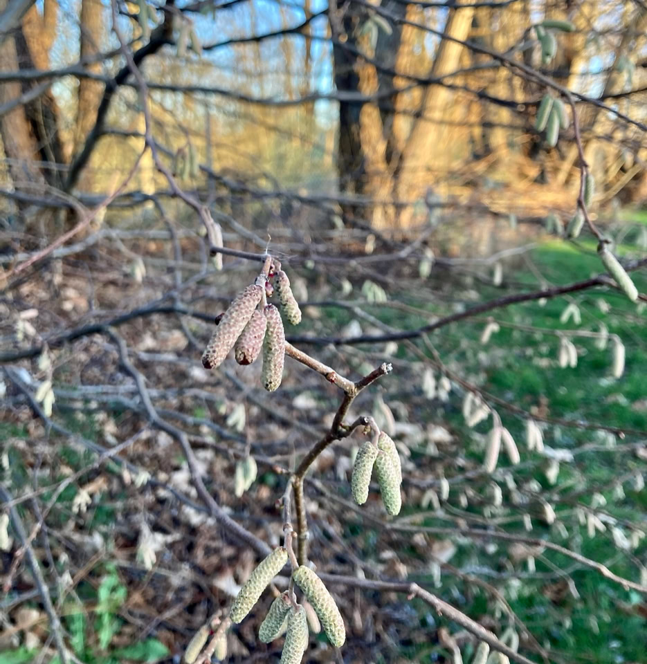 Hazelnut tree - Ліщина