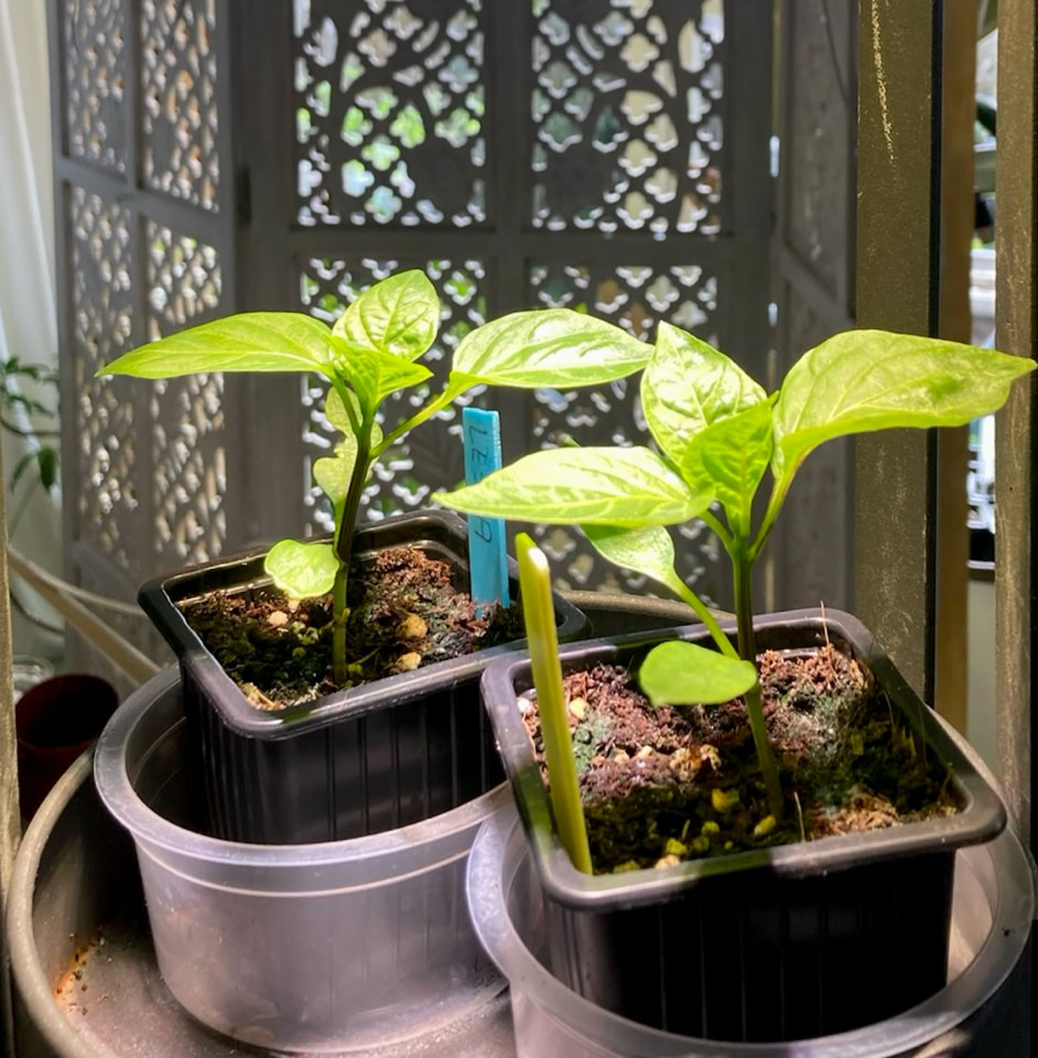 Pepper growlight - Світло вирощування перцю