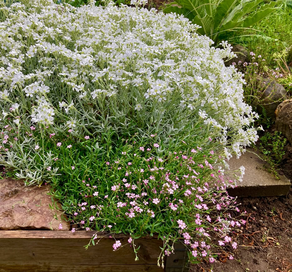 Alpine flowers - Альпійські квіти