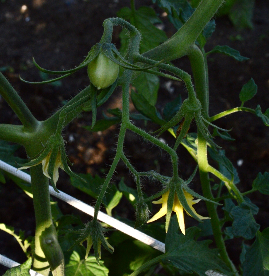 Roma tomato plant