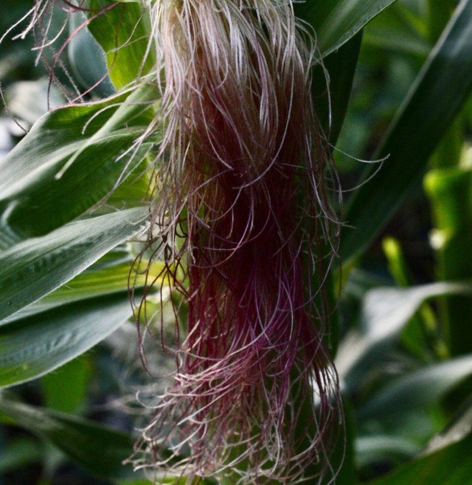 sweet corn female majs blomst