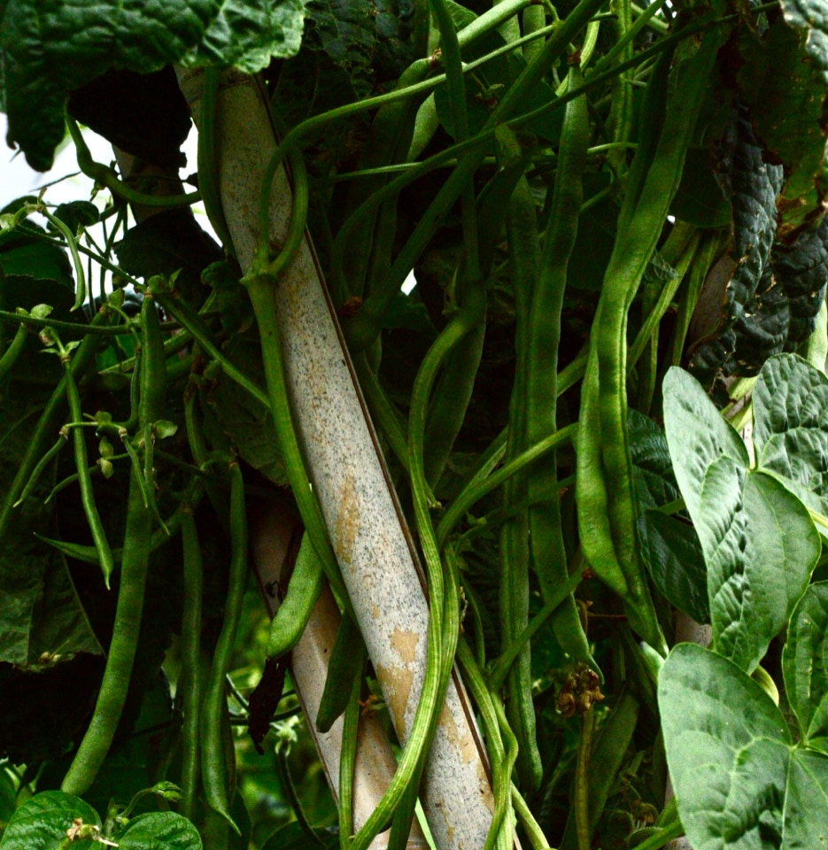 Stangbønner pole beans
