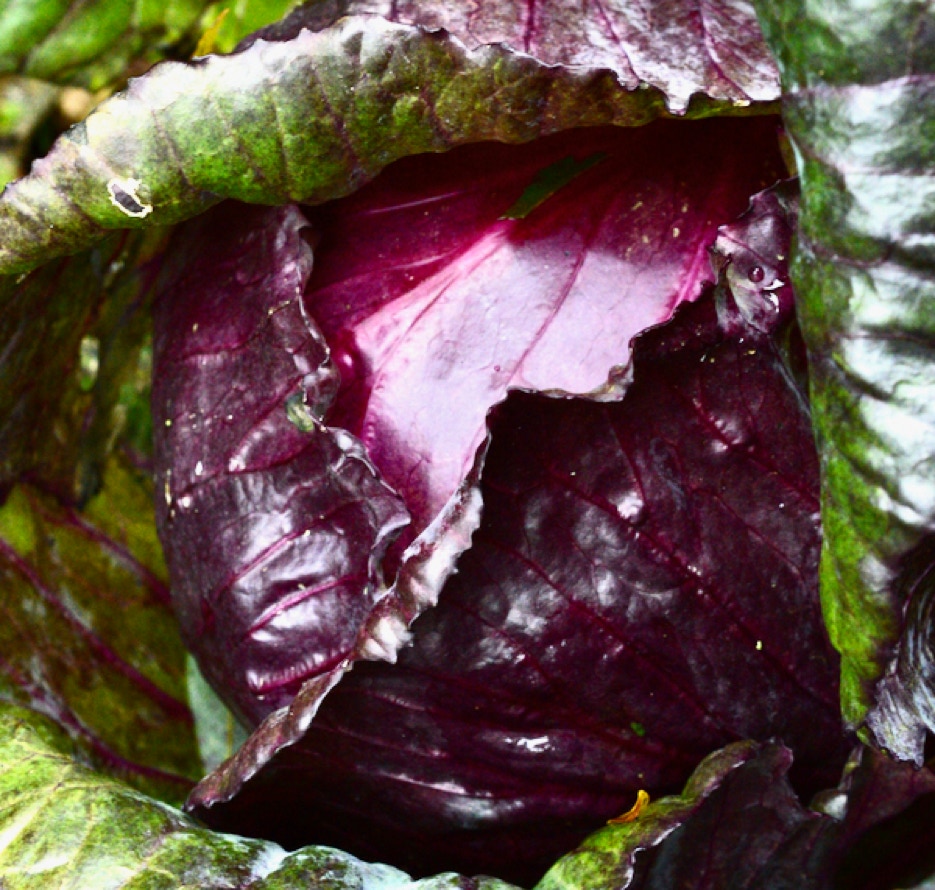 roed kaal red cabbage