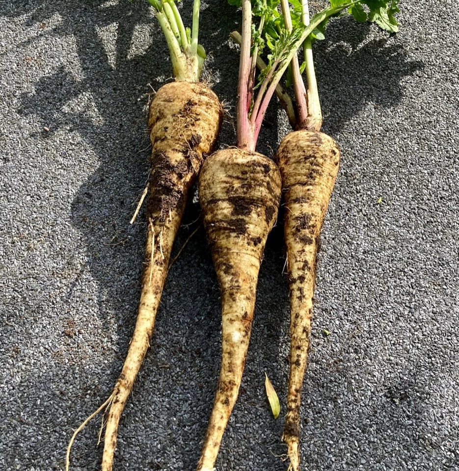 pastinak parsnips 