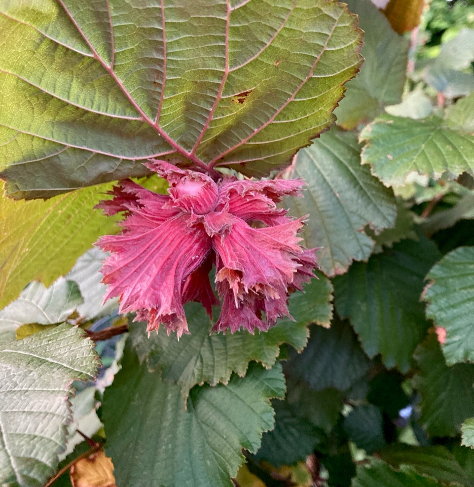 Hazelnut bush - Кущ фундука