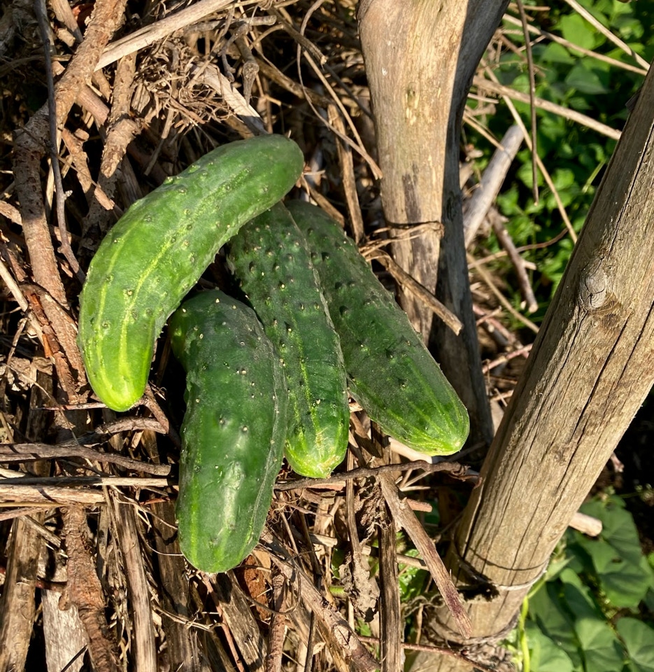 Fresh cucumbers - Свіжозібрані огірки