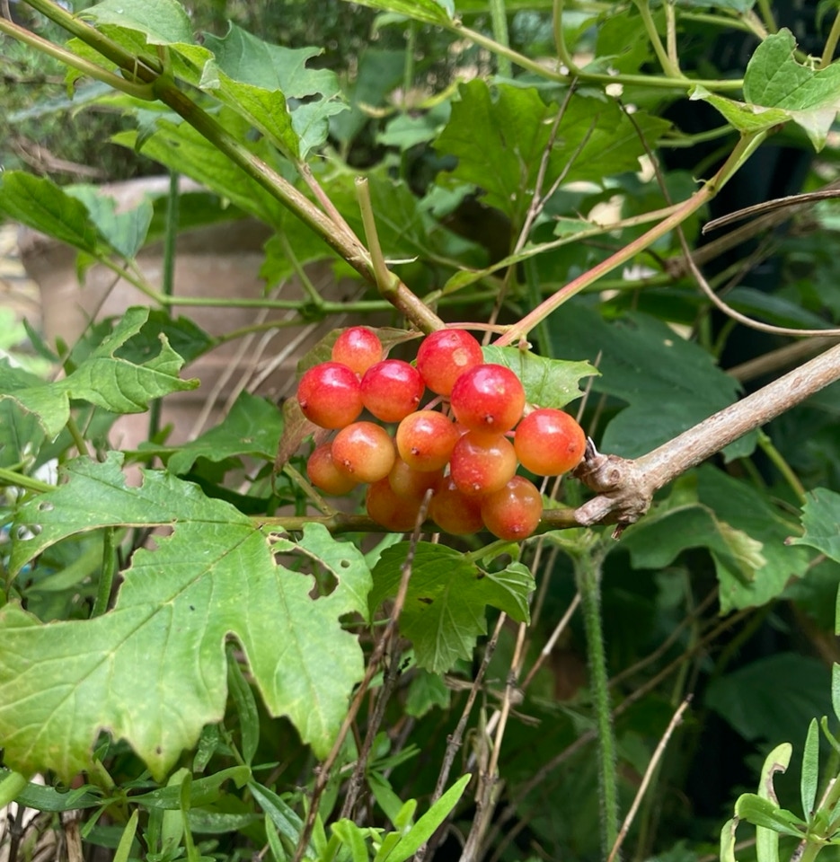 Viburnum oopulus Kalyna - Kalyna Viburnum Opulus -  Калиною 