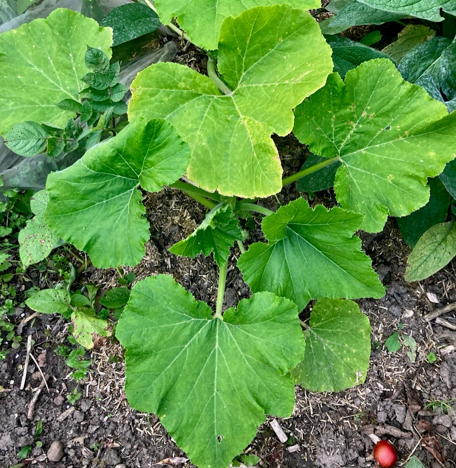Winter squash plants - Зимові гарбузові рослини