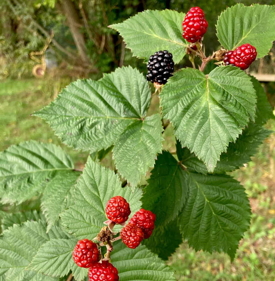 Black berries - Ожина
