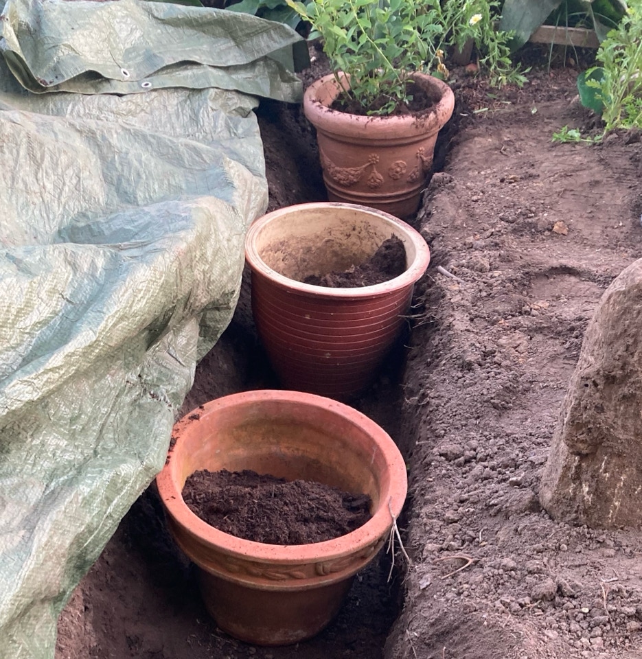 ericaceous soil surbundsjord