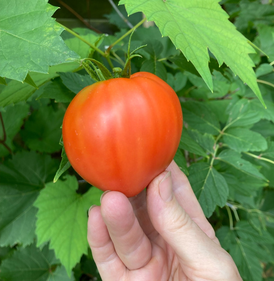 Amish Paste tomato tomat