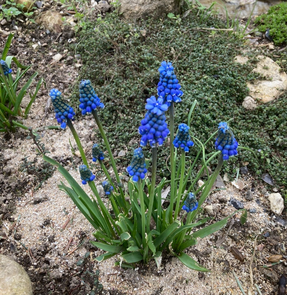 Perlehyacinter Muacari April 2024