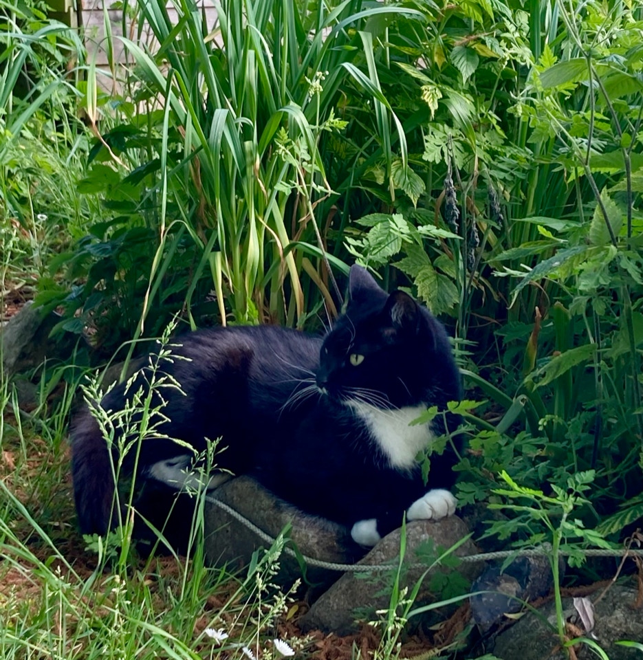 kat have cat garden