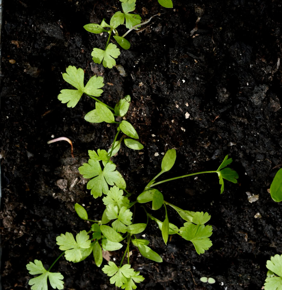 Persille Parsley Ukraine April 2024